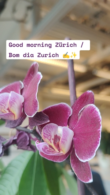 Good morning Zürich / Bom dia Zurich ✍️✨